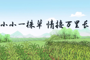 小小一株草，情接万里长